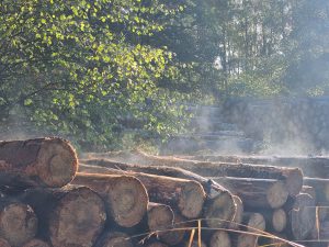 A pile of logs in the woods, dew steaming off them in the morning sun.
