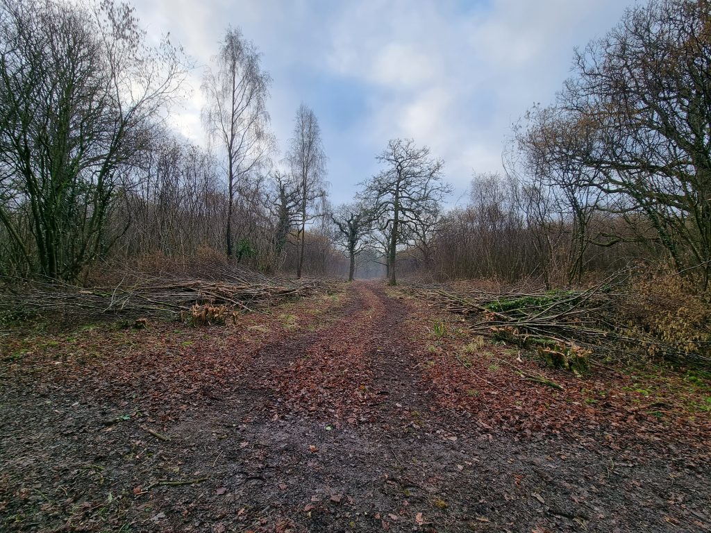 a pathway through a woodland with coppiced trees on either side